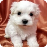 Logo of Pets Wallpaper-7 android Application 