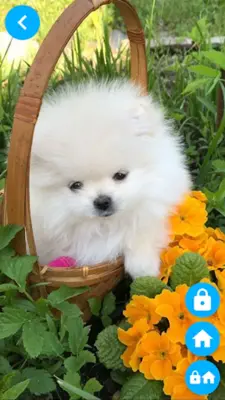 Pets Wallpaper-7 android App screenshot 9